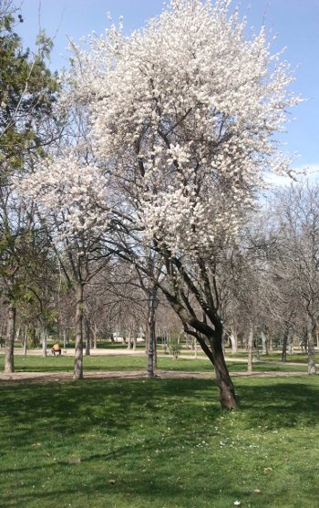 Almendro en flor en Parque Sur